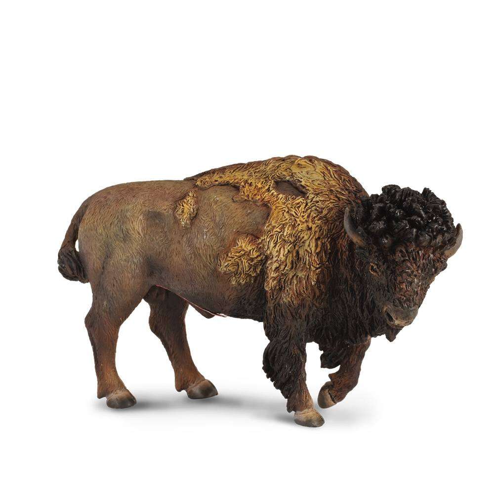 American Bison