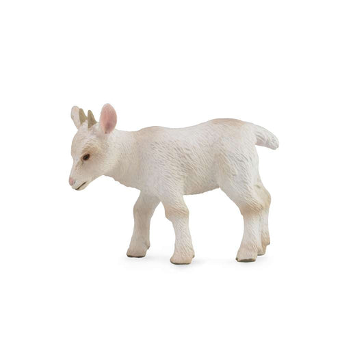 Goat Kid - Walking