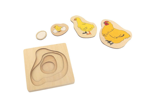 Puzzle of Chicken Life Cycle