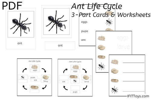 Ant Life Cycle 3-Part Cards & Worksheets (PDF)