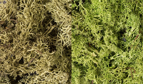 Light Green Lichen Mix
