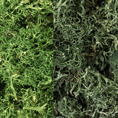 Dark Green Lichen Mix